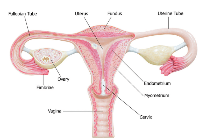 Absent Vagina and Uterus