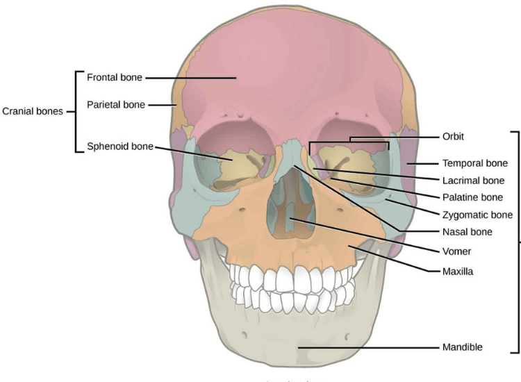 Fracture Frontal Bones